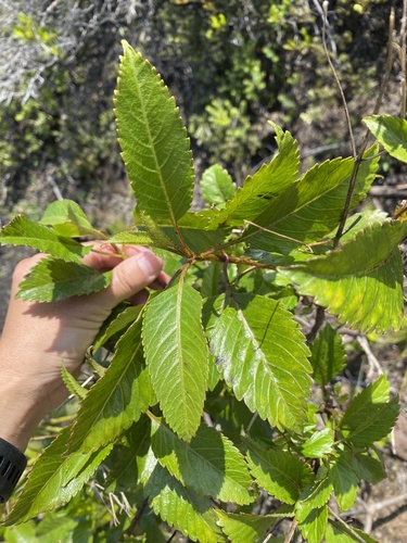 Bidens hawaiensis observed 2026-03-26