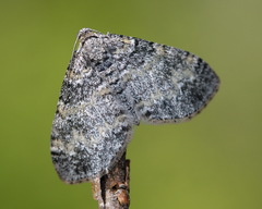 Lobophora halterata
