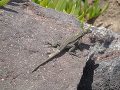 Microlophus atacamensis