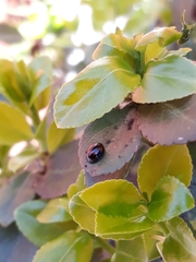 Exochomus quadripustulatus