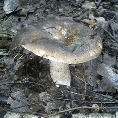 Russula adusta