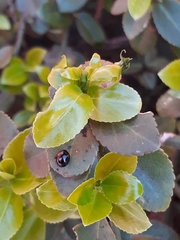 Exochomus quadripustulatus