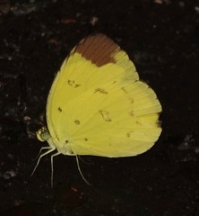 Eurema sari