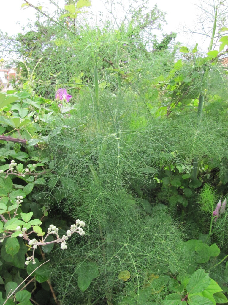 fennel