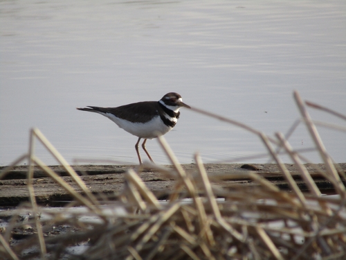 Killdeer