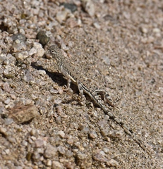 Callisaurus draconoides rhodostictus