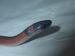 Oxyrhopus melanogenys