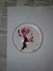 Sphaerococcus coronopifolius
