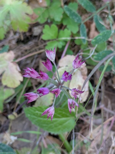 Allium peninsulare, photograph 4