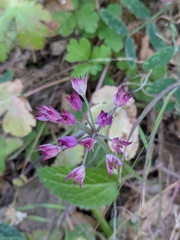 (c) Eric Knight, some rights reserved (CC BY) Allium peninsulare, photograph (c) Eric Knight, some rights reserved (CC BY)