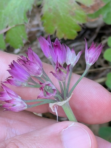 Allium peninsulare, photograph 5