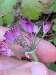 (c) Eric Knight, some rights reserved (CC BY) Allium peninsulare, photograph (c) Eric Knight, some rights reserved (CC BY)