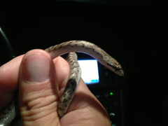 Arizona elegans eburnata