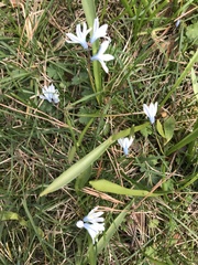 Puschkinia scilloides