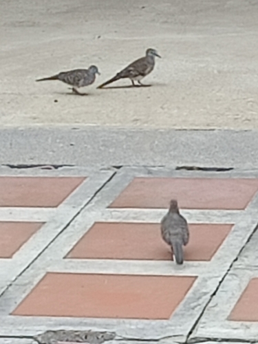 Zebra Dove