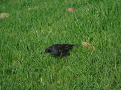 Molothrus bonariensis