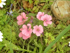 Linum pubescens