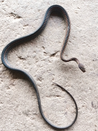 Shan’s keelback