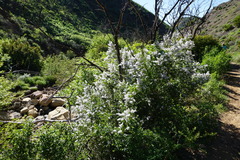 Ceanothus