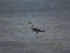 Ardea herodias occidentalis × wardi