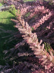 Tamarix parviflora