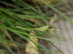 Carex distachya