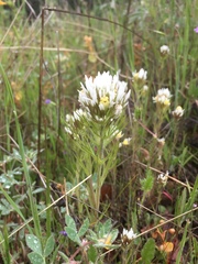Castilleja attenuata
