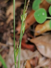 Carex distachya