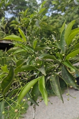 Euonymus laxiflorus