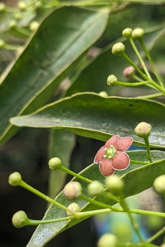 Euonymus laxiflorus, photograph 2
