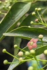 Euonymus laxiflorus, photograph (c) 許文俊, some rights reserved (CC BY-SA)