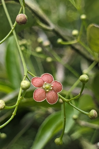 Euonymus laxiflorus, photograph 3