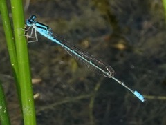 Pseudagrion australasiae