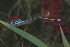 Pseudagrion australasiae