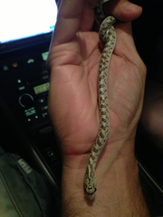 Arizona elegans eburnata