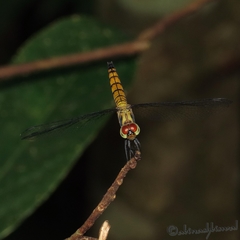Brachydiplax