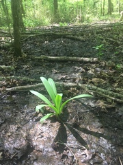 Hymenocallis occidentalis