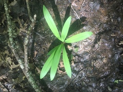 Hymenocallis occidentalis