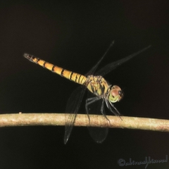 Brachydiplax