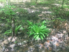 Hymenocallis occidentalis