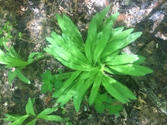 Hymenocallis occidentalis