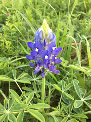 Lupinus texensis