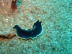 Pseudocerotidae