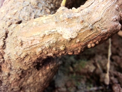 Dischidesia cinerea