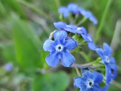 Brunnera macrophylla