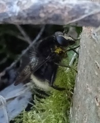 Criorhina ranunculi