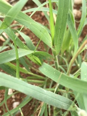 Enneapogon cenchroides