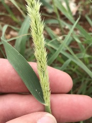 Enneapogon cenchroides