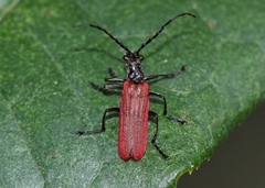 Lycocerus