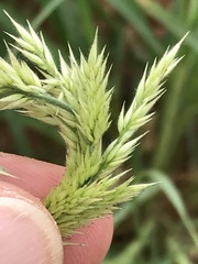 Enneapogon cenchroides